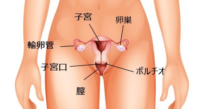 女性生殖器